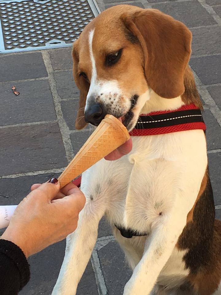 Un cane del canile di Calcinatello, Brescia