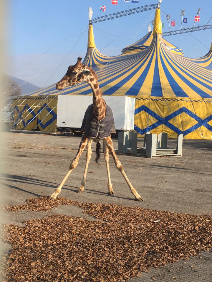 Giraffa del circo in un piazzale di Brescia, foto da Facebook