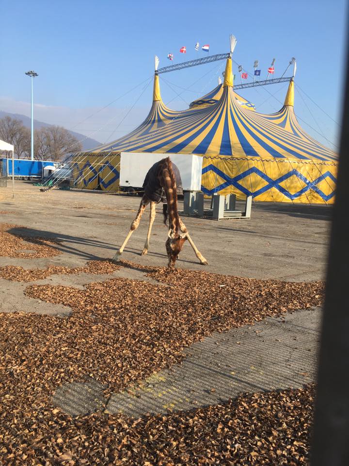 Giraffa del circo in un piazzale di Brescia, foto da Facebook