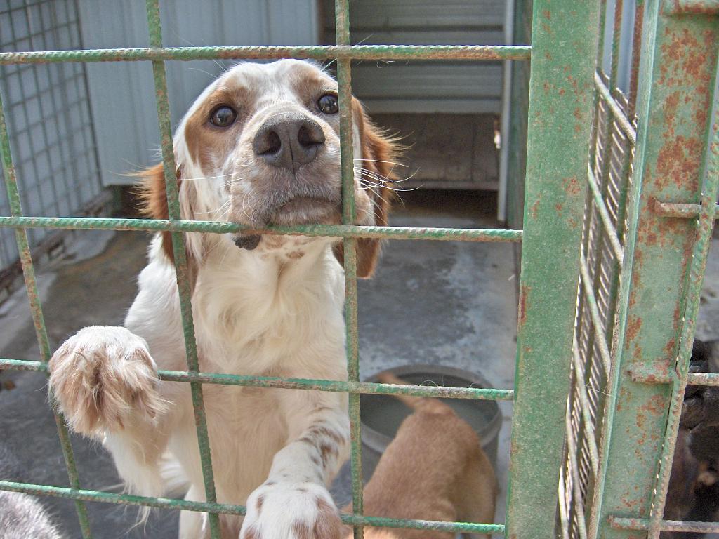 Solidarietà, azienda di Montichiari regala oltre 2mila brandine per cani