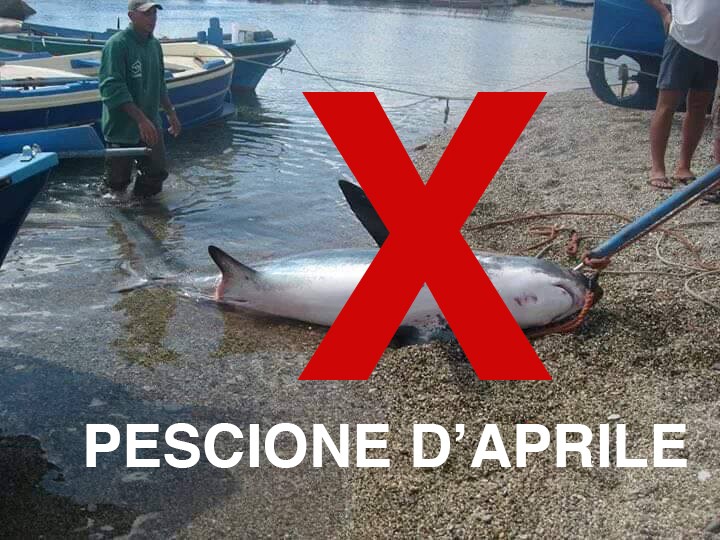 Lo squalo nel Garda? Era un pescione d’aprile