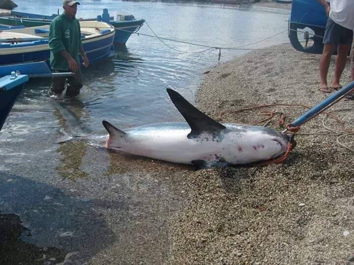 Garda, trovato uno squalo di 200 chili nelle acque del lago