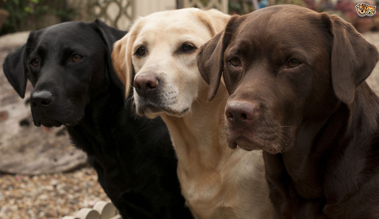 I cinque cani che somigliano di più ai bresciani | I CONSIGLI DI BSNEWS.IT/42