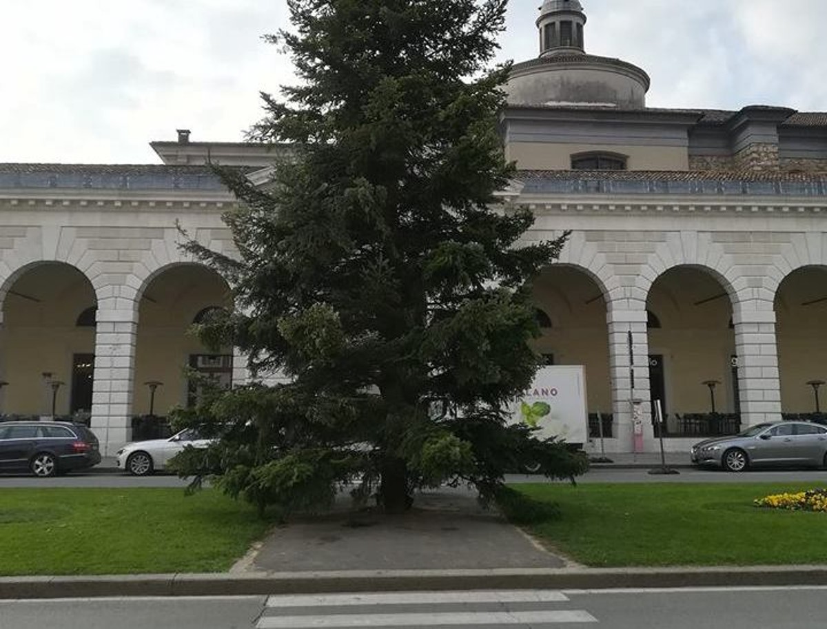 Piazza Arnaldo, l’albero di Natale cresce… sulle strisce