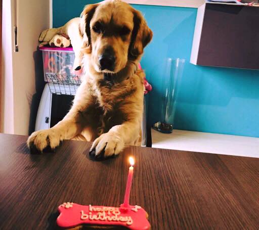 Brescia, sabato l’inaugurazione della pasticceria per soli cani