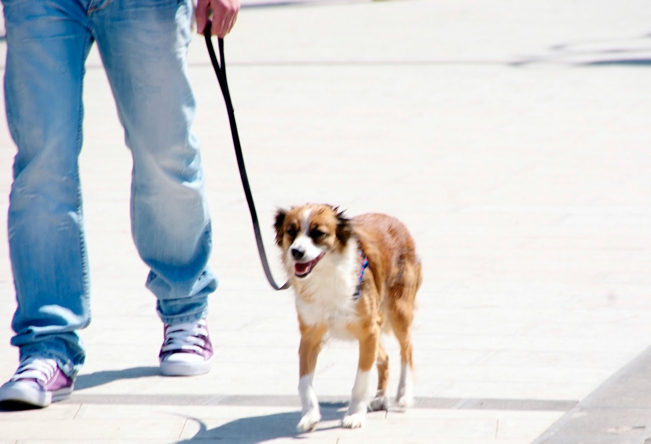 Salò, maximulte da 200 euro per chi porta i cani senza guinzaglio