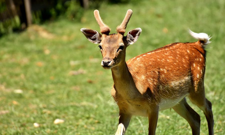 Salò, capriolo passeggia sul lungolago: recuperato e riportato nel bosco