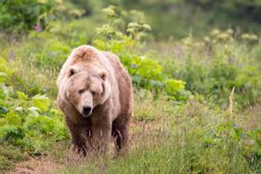 Passeggiata sui Campiani, è un orso… o una bufala?