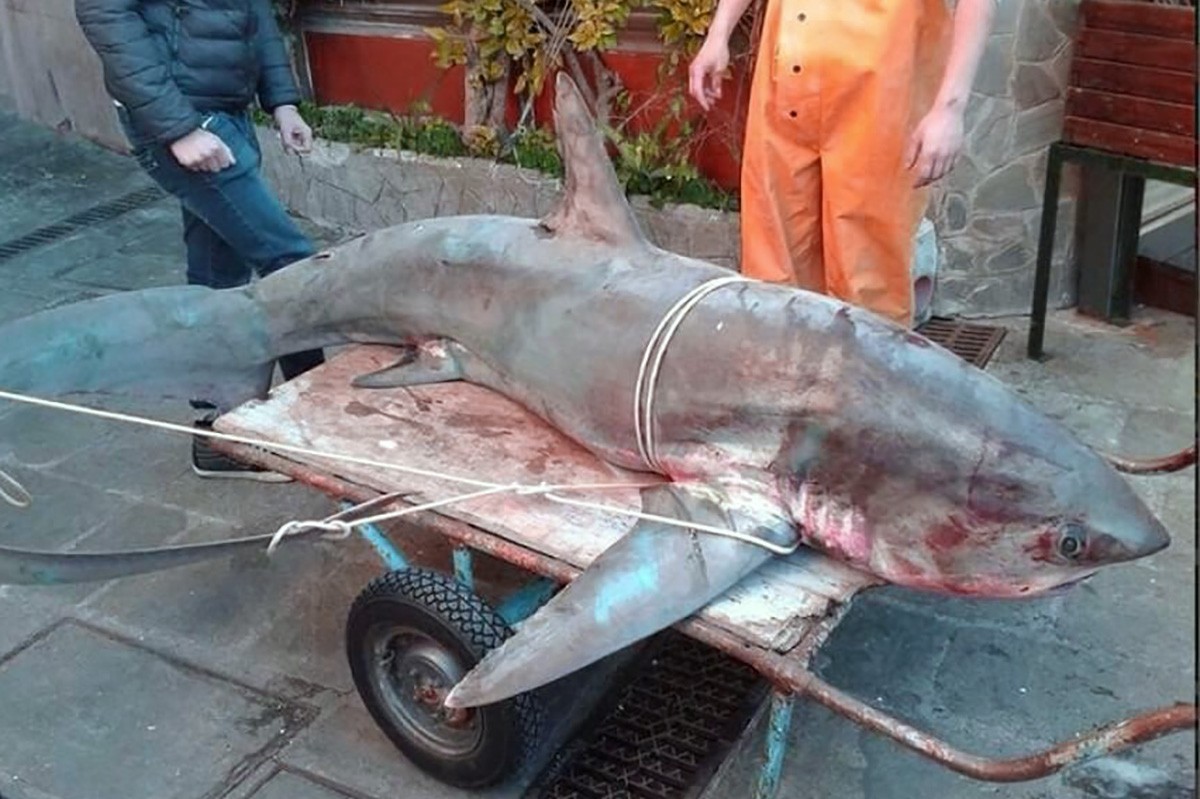 Incredibile: pescato uno squalo gigante nel Garda – GUARDA LA FOTO