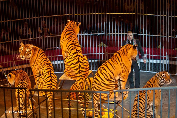 Elezioni, Vilardi punta sulla tutela degli animali: stop ai circhi a Brescia