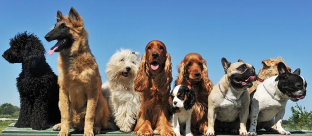 Sfilata canina e incontri con veterinari, Pet Show al Freccia Rossa