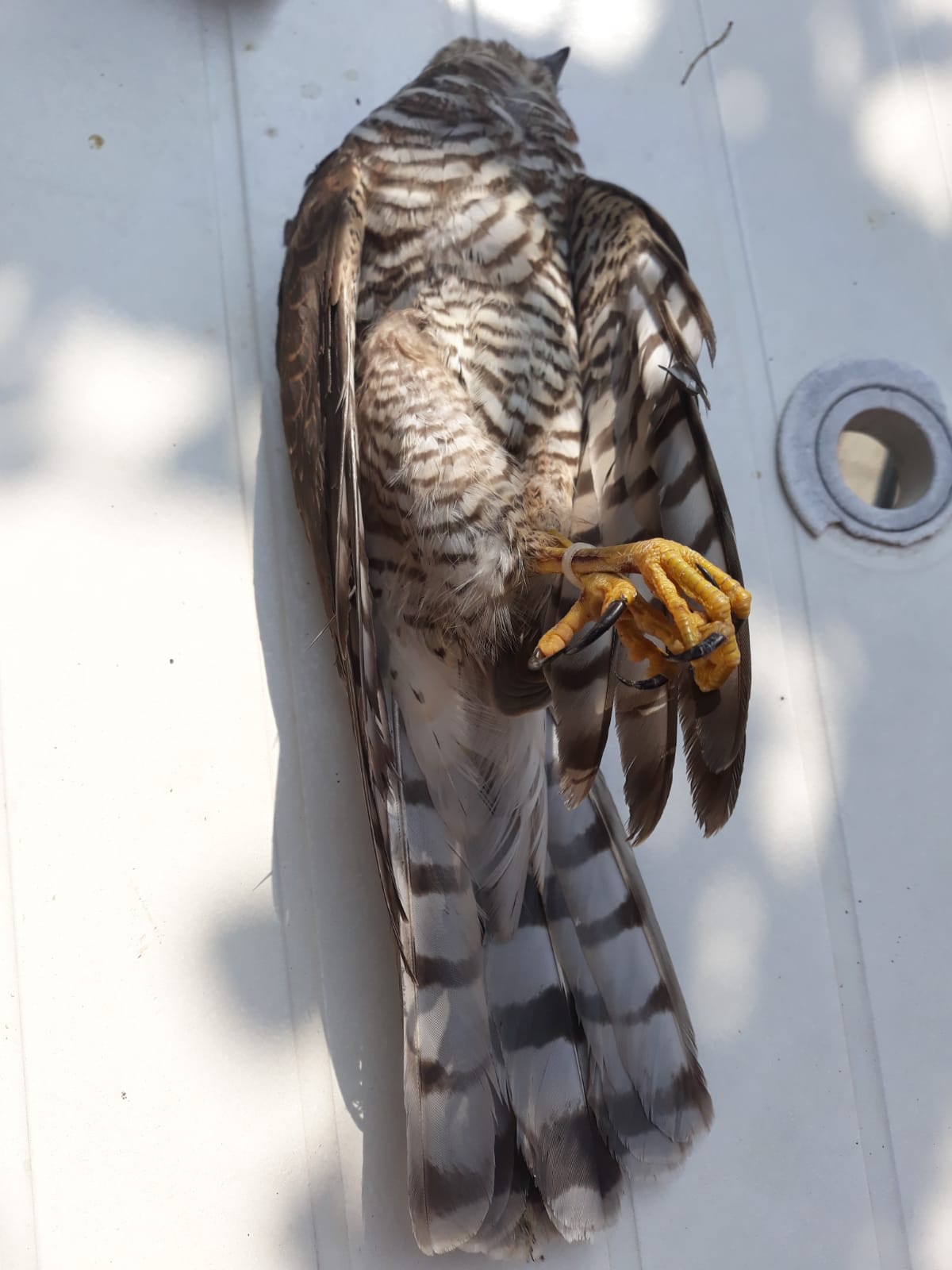 Lago di Iseo, si sveglia e trova in giardino un falco morto con le zampe legate