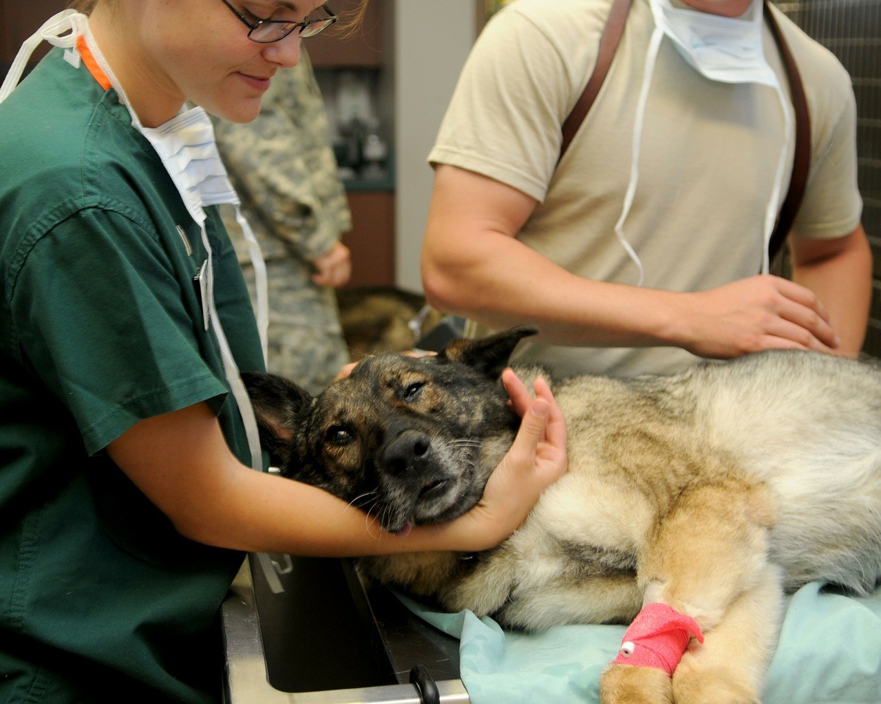 Beccalossi: a Brescia un pronto soccorso per cani e gatti