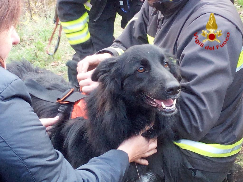 Durante l’escursione il cane finisce in un dirupo, lo salvano i Vigili del fuoco