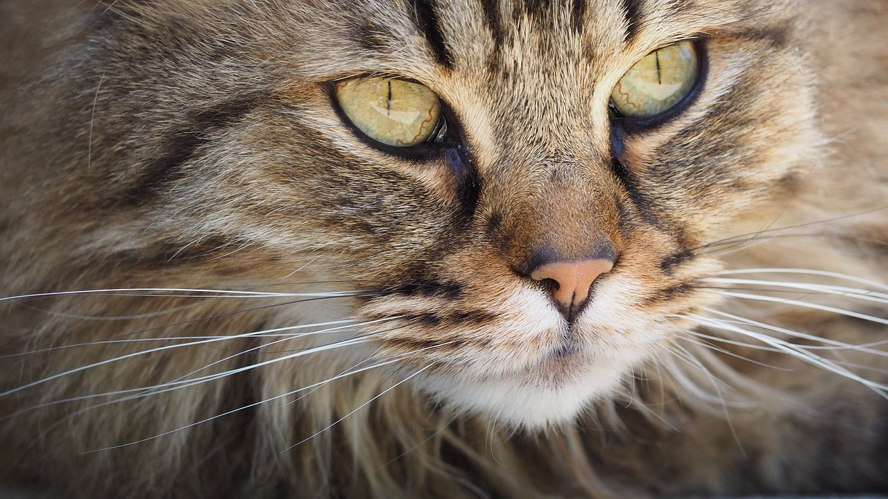 Per chi ama gli animali grande evento a Mazzano: in mostra gatti e serpenti