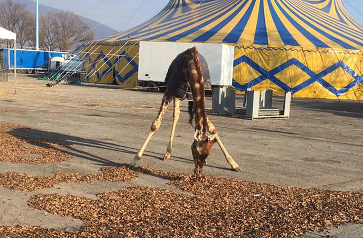 Cammelli, giraffa e zebra dissequestrati: il circo ha messo i recinti a norma