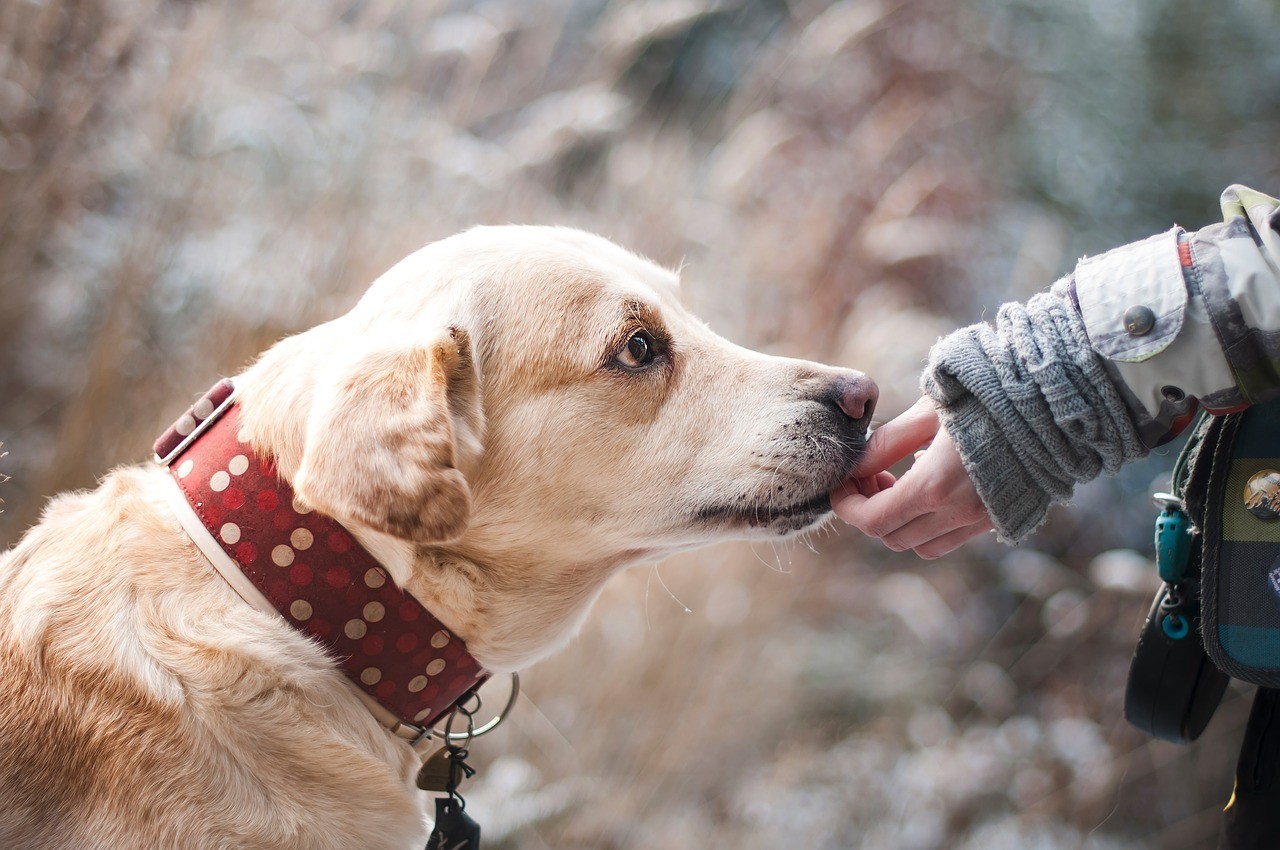 Ambulanza per animali feriti: a Brescia un pronto soccorso per gli amici a quattro zampe