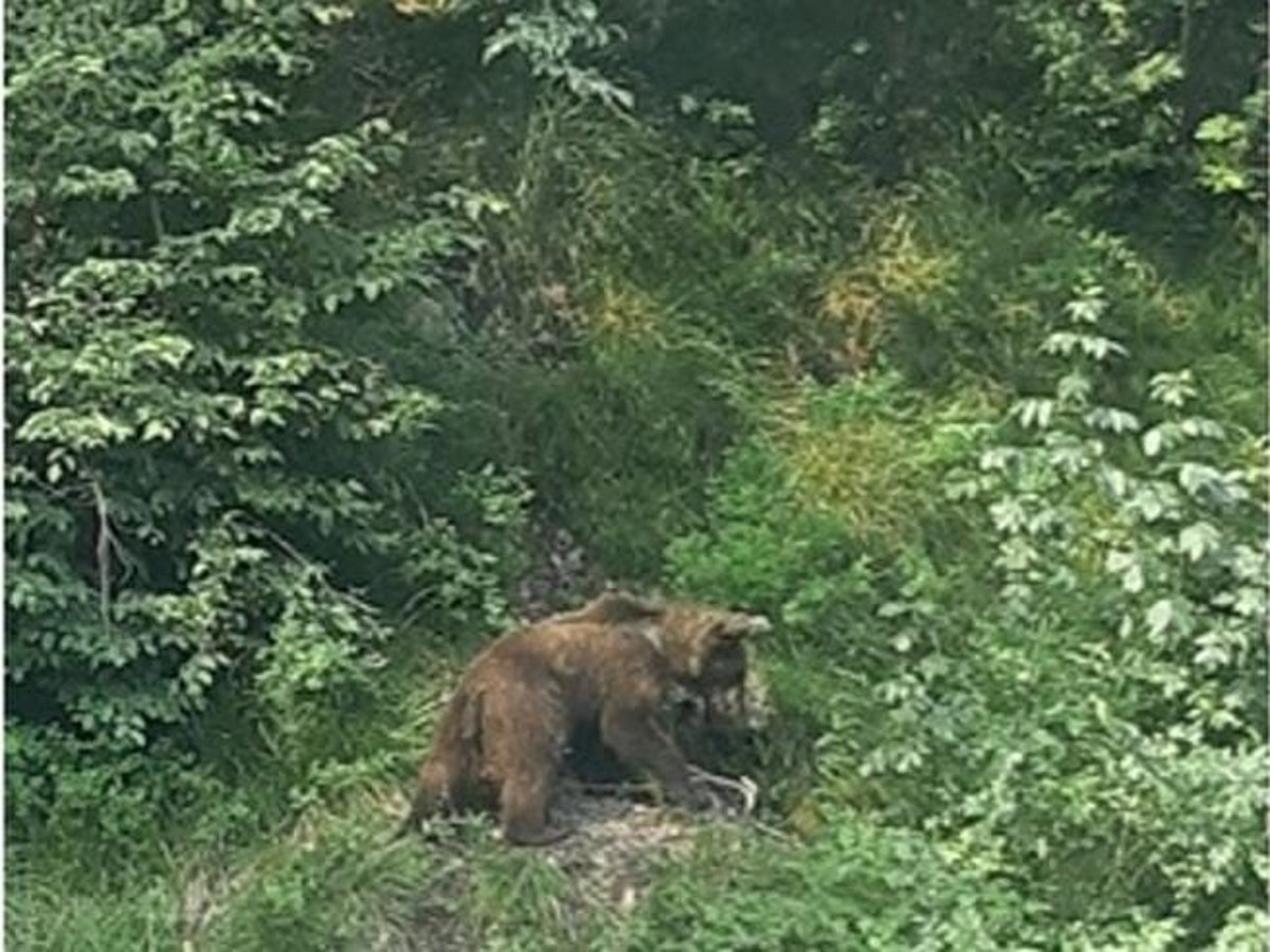 Avvistato un orso bruno nel Parco Naturale dell’Alto Garda