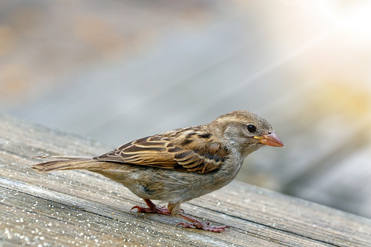 Cosa fare se si trova un uccello selvatico | ANIMALI & ANIMALI /11