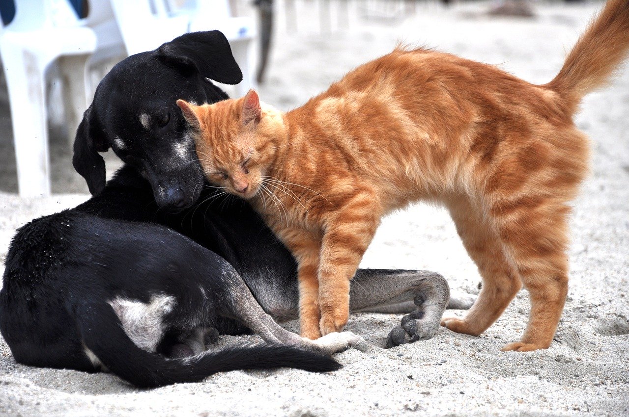 Cimiteri per cani e gatti, in Lombardia approvato il progetto di legge