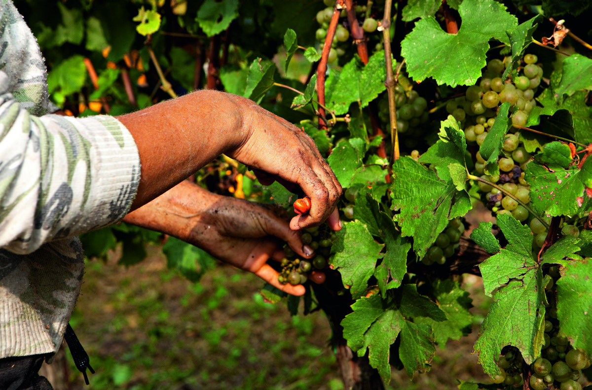 Vendemmia, produzione crescita del 43% per il Franciacorta