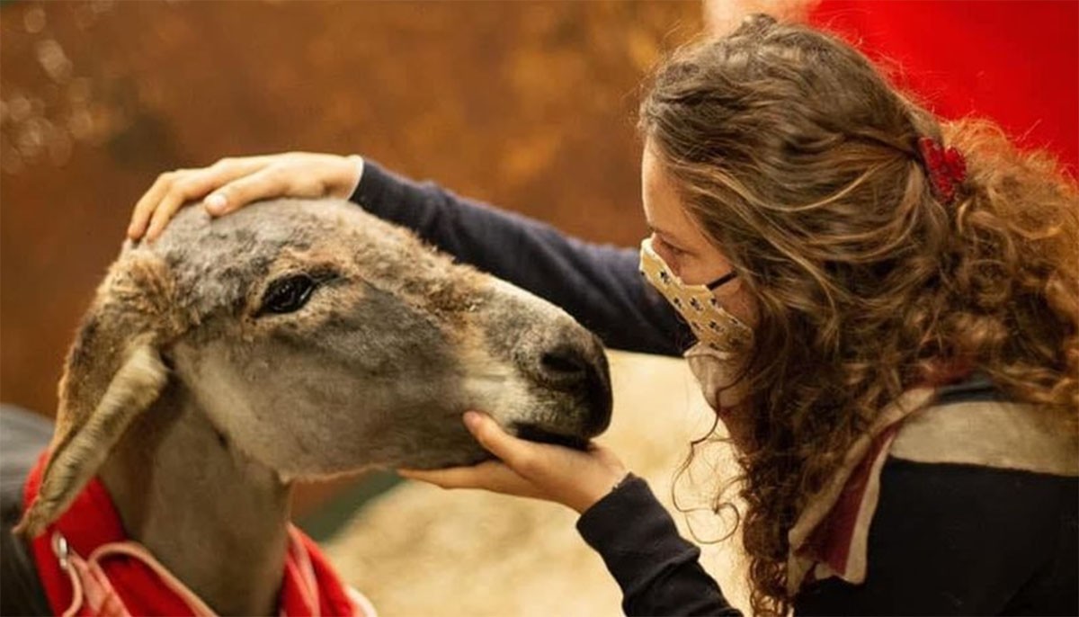 🔴 Gli asini “maltrattati” tornano al proprietario: gli animalisti promettono battaglia