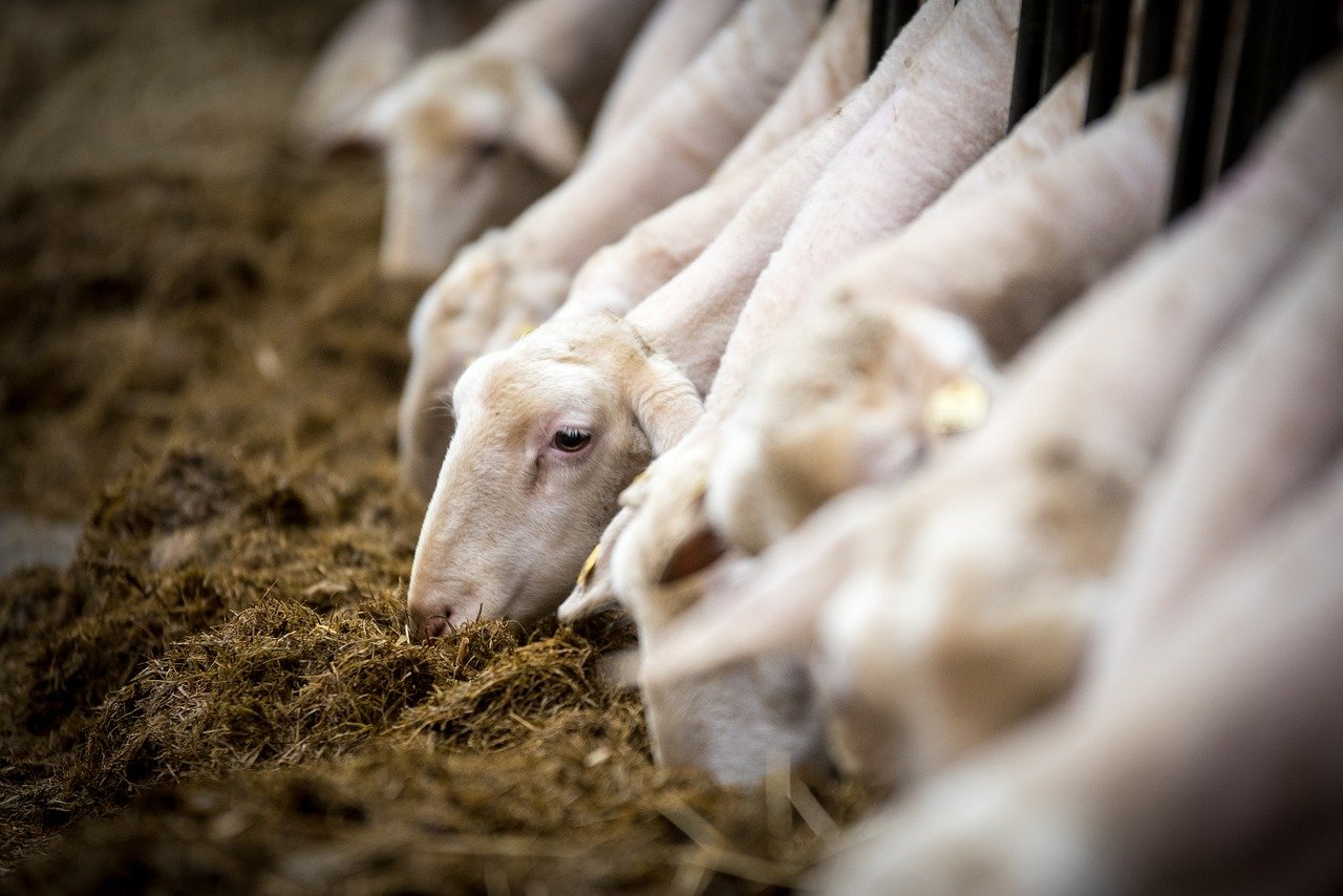 Crollano le vendite di agnelli per Pasqua: l’allarme degli allevatori bresciani