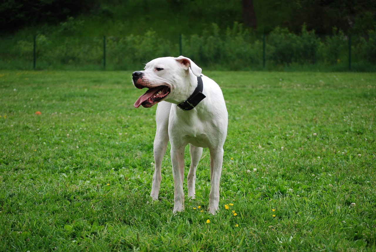 Consegna un pacco solidale, azzannato da un dogo argentino