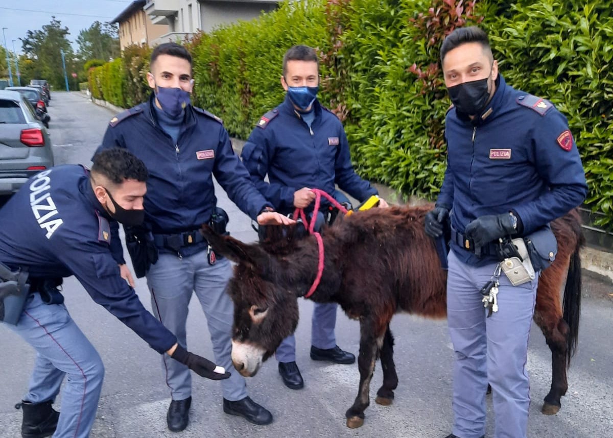 Un asino vaga di notte per strada, la Polizia lo riporta a casa