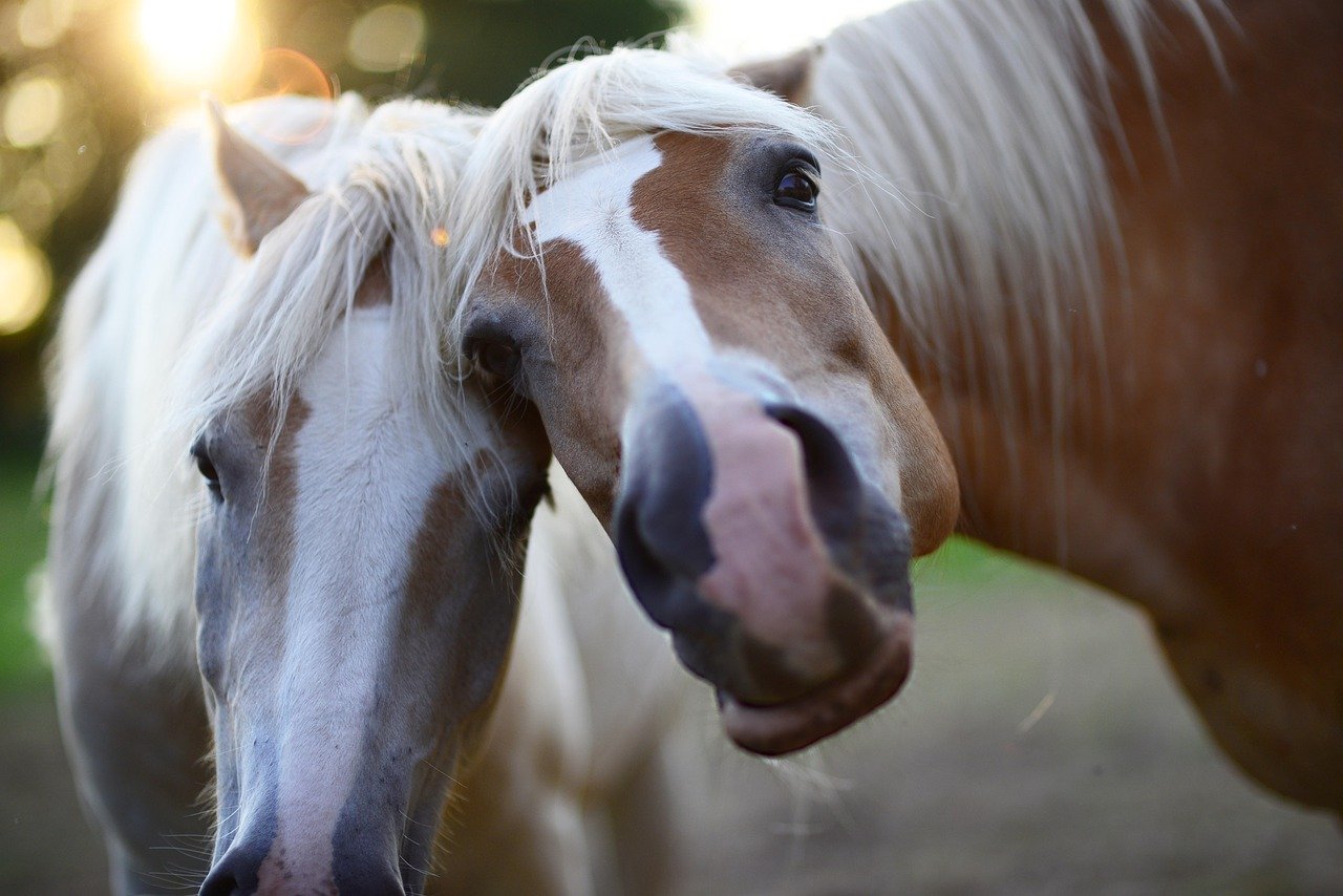 Animali, gare e show: dal 22 al 25 Aprile torna la TravagliatoCavalli