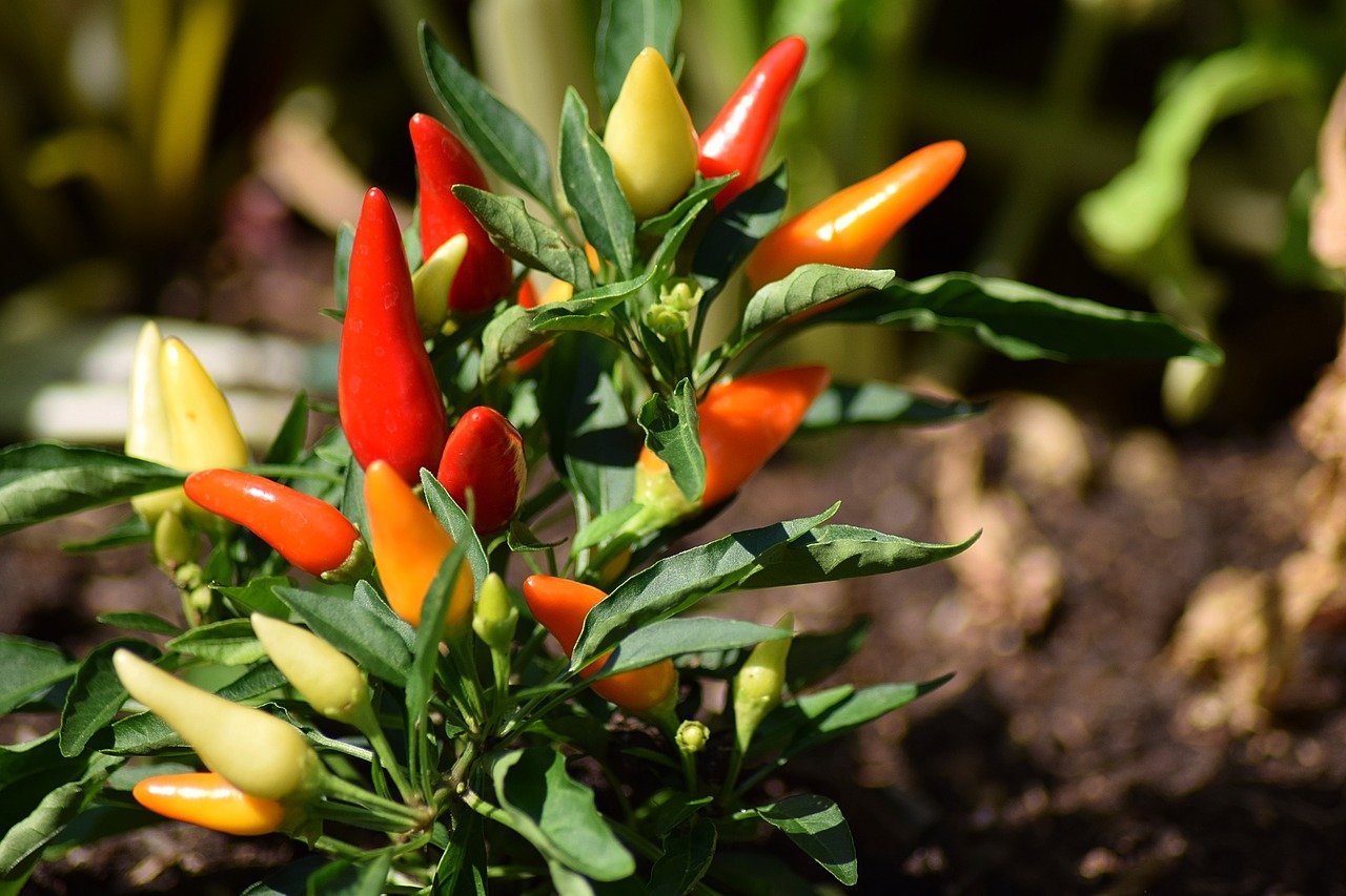 Garda, al Leone di Lonato 100 varietà di peperoncino in mostra