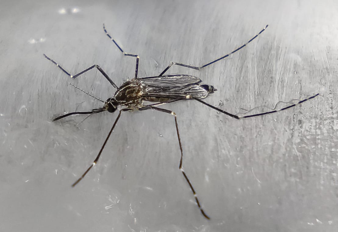 ▼ Brescia, sospetto caso di Dengue in via Bagni: disinfestazione il 10 luglio