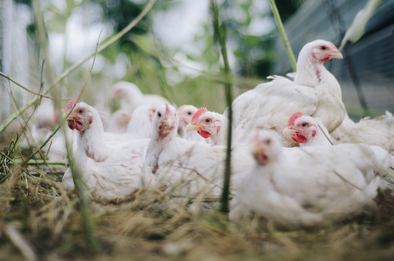 🔴 Bassa, furto al pollaio: ladro di galline finisce a processo