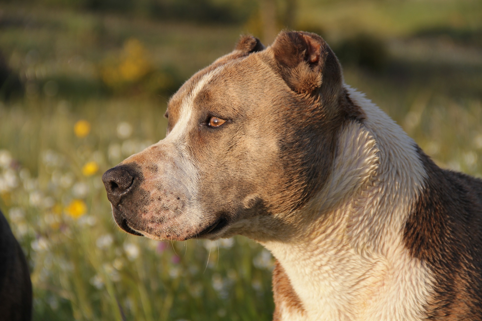 🔴 Flero, bimba di 14 mesi sbranata dai pitbull: assolti nonno e genitori