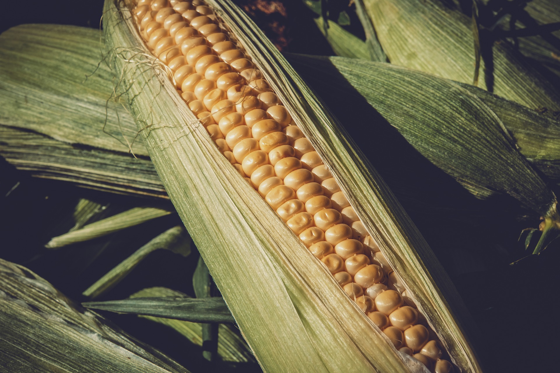 A Fieragricola l’appello di Assalzoo “Seminate più mais”