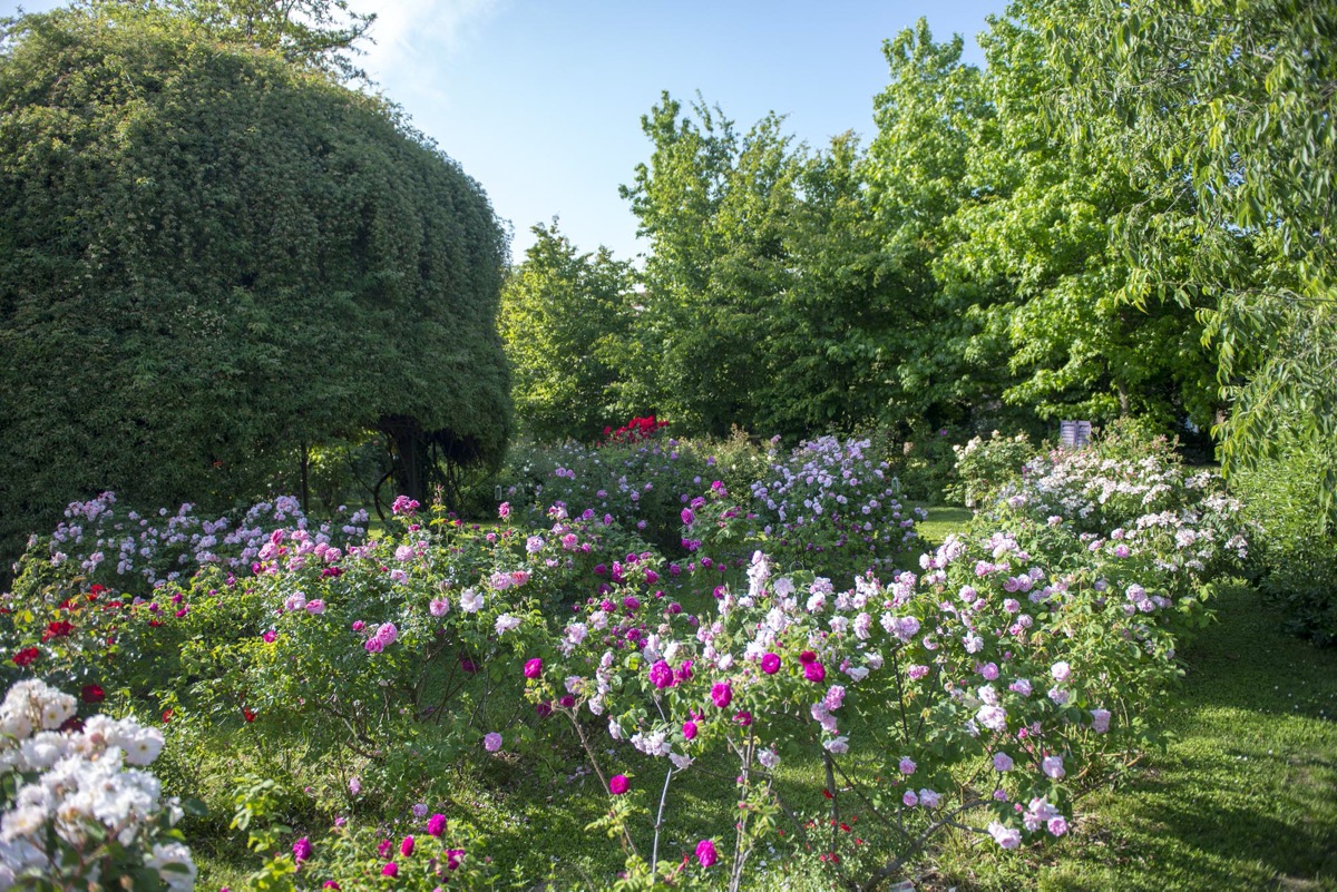 Maggio è il mese delle rose: riaprono i giardini del Castello Quistini di Rovato