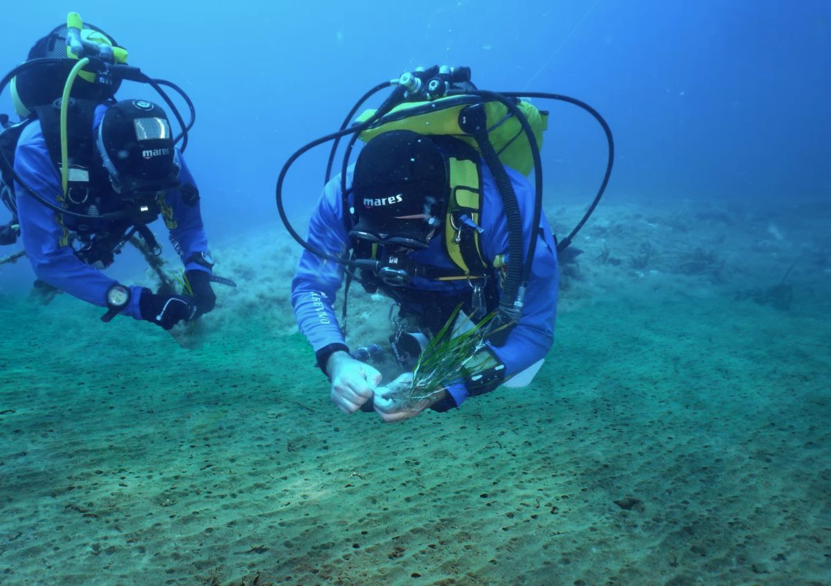 Da Marevivo una campagna per proteggere e ripiantare le foreste marine