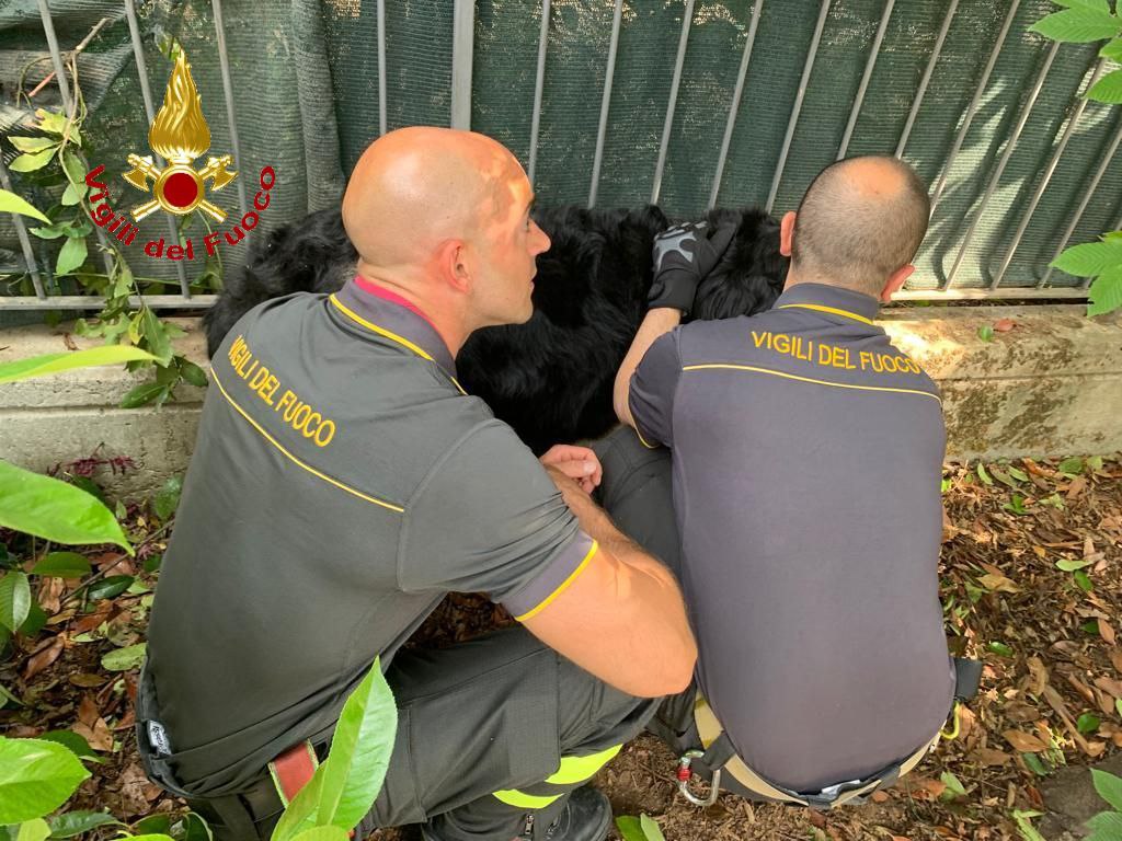 I vigili del fuoco salvano un cane infilzato in una recinzione - foto vigili del fuoco