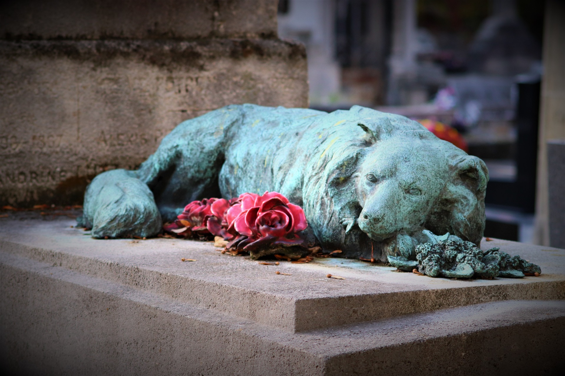 ▼ Brescia, da giorni il cane Bamboo veglia la tomba dell’amica pastore tedesco