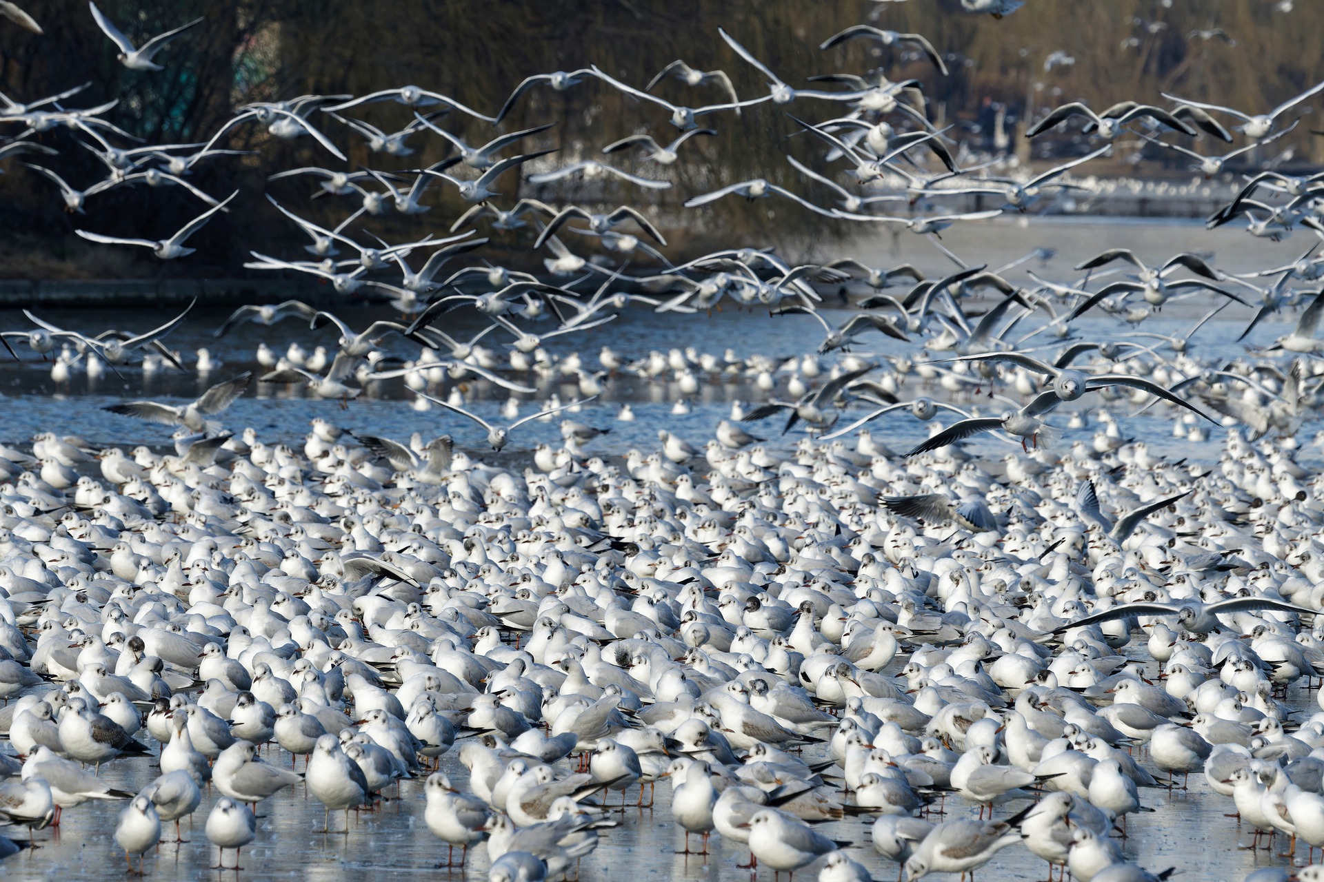 🔴 Aviaria, trovati altri gabbiani morti: la paura arriva al lago di Iseo