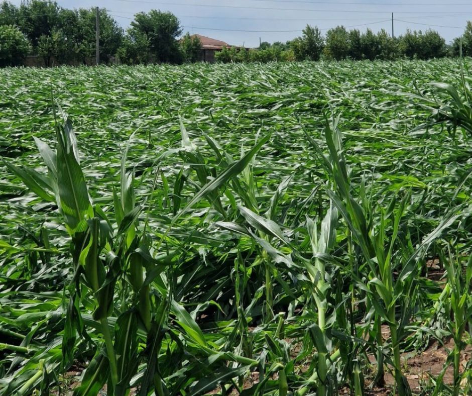 ▼ Maltempo, Coldiretti: cascine scoperchiate e gravi danni ai campi di mais 