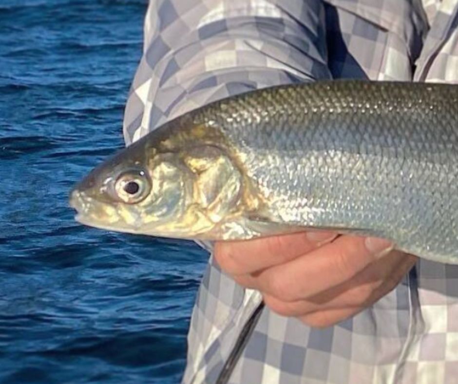 ▼ Stop al Coregone sul Garda, i pescatori: pronti a bloccare i porti