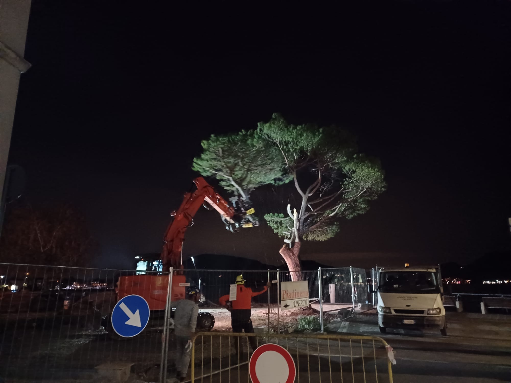 ▼ Iseo, abbattuti in tarda serata i pini marittimi della discordia