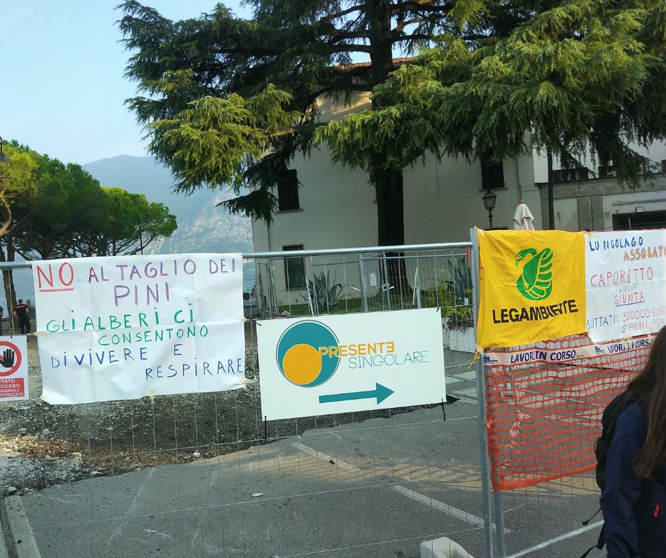 Iseo, continua la battaglia di Legambiente contro il taglio dei pini marittimi