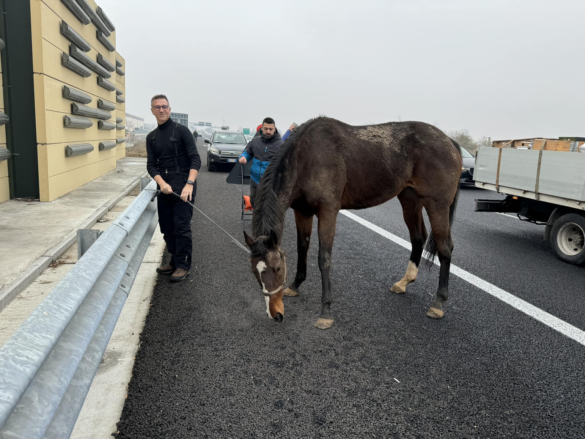 ▼ Vede un cavallo in tangenziale: lo doma il candidato sindaco di Chiari