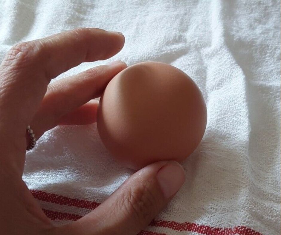 ▼ La gallina Gina fa l’uovo… tondo: ora è all’asta su Ebay a partire da 60 euro