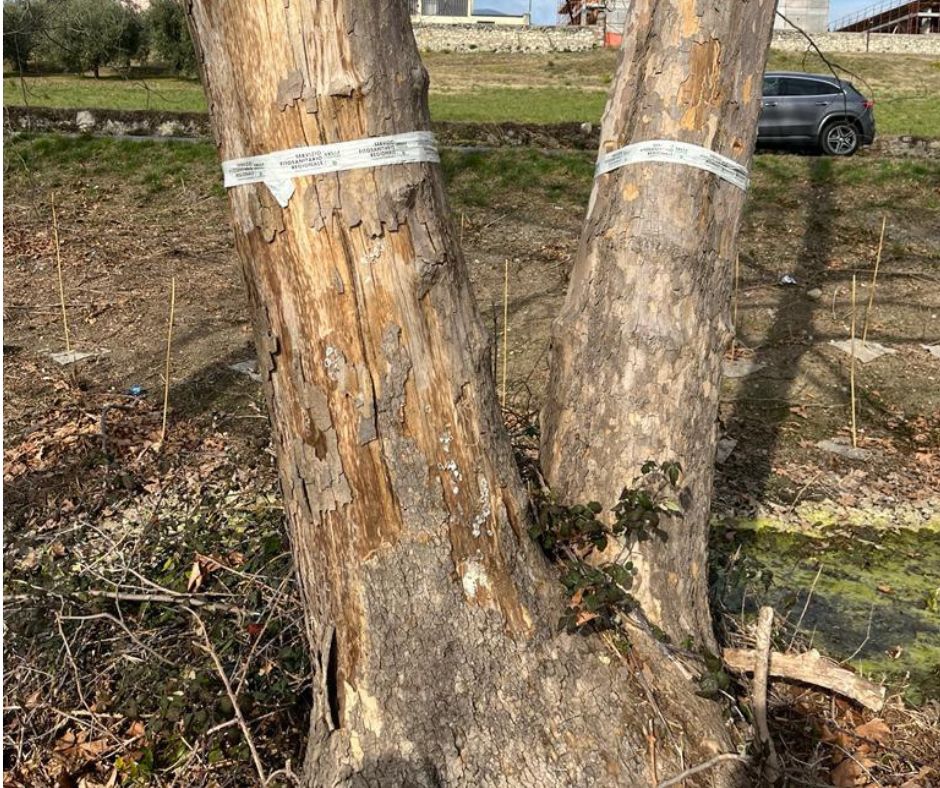 ▼ Torbiere del Sebino, abbattuti sei alberi malati di “cancro colorato del Platano”