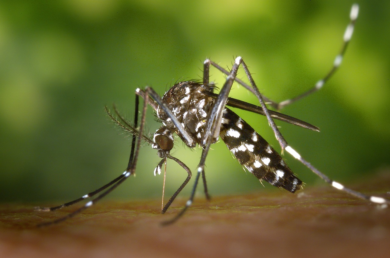 Caso autoctono a Verona: dopo 50 anni è tornata la malaria!