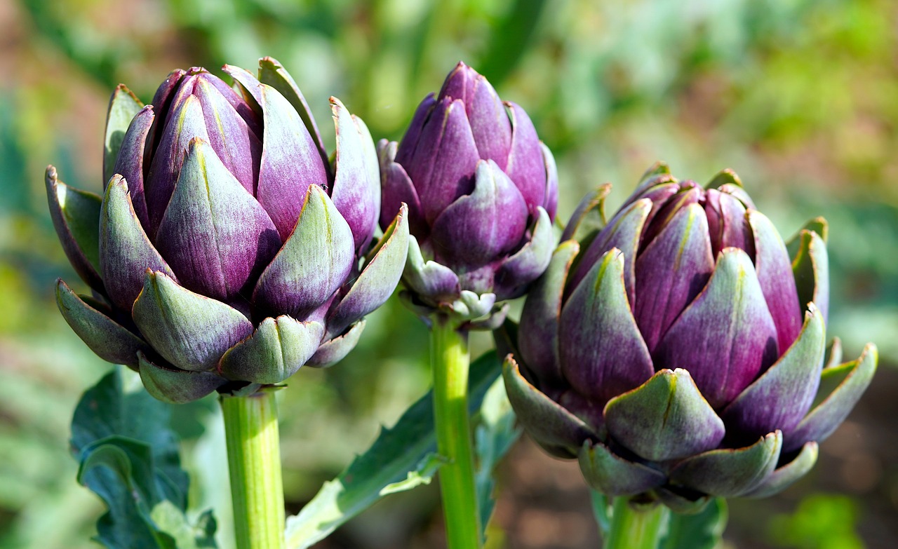 Valcamonica, i carciofi sono (quasi) pronti a finire in bottiglia