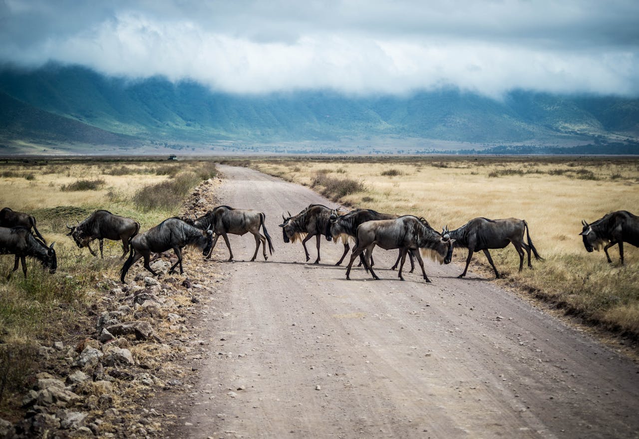  Alla scoperta della Tanzania: i luoghi imperdibili da visitare